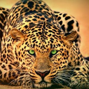 Meet your Posher, Carly