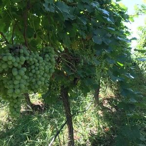 Meet your Posher, Enith