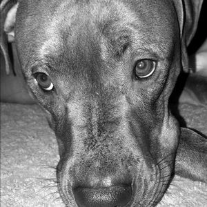 Meet your Posher, Mason