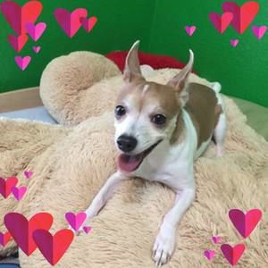 Meet your Posher, Johnson