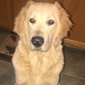 Meet your Posher, Kevin