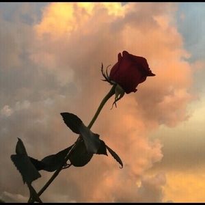 Meet your Posher, Daniela