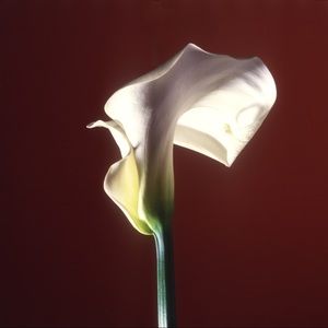 Meet your Posher, Junhyeong