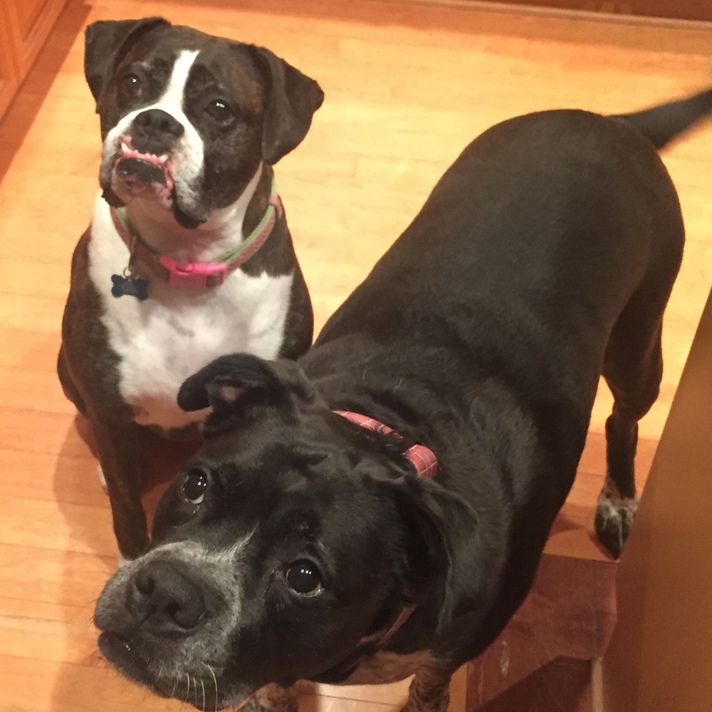 Meet your Posher, Anna