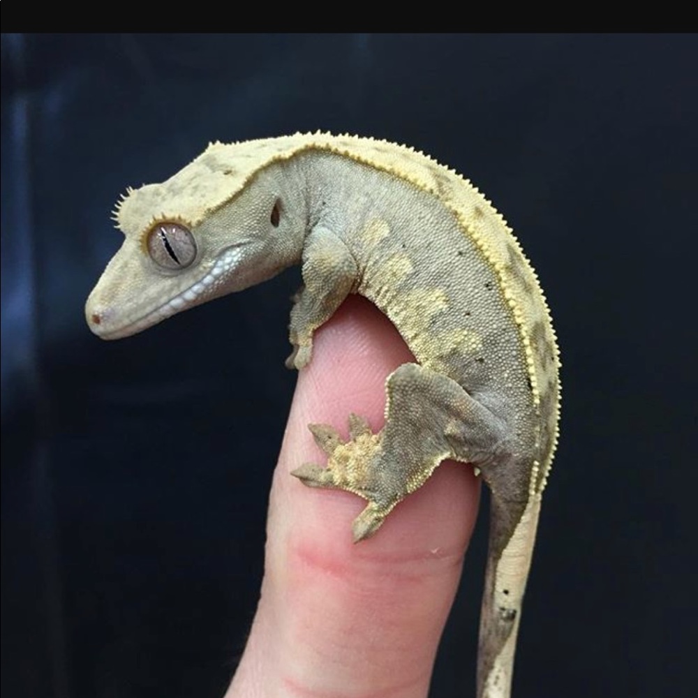 Meet your Posher, April