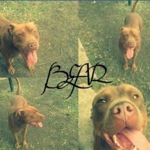 Meet your Posher, Minnie