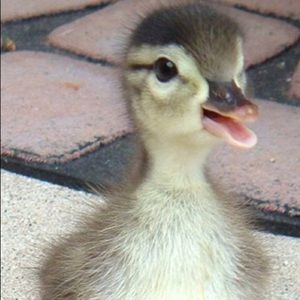 Meet your Posher, Sandy