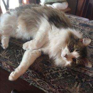 Meet your Posher, Stephen