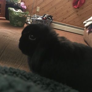 Meet your Posher, Heidi