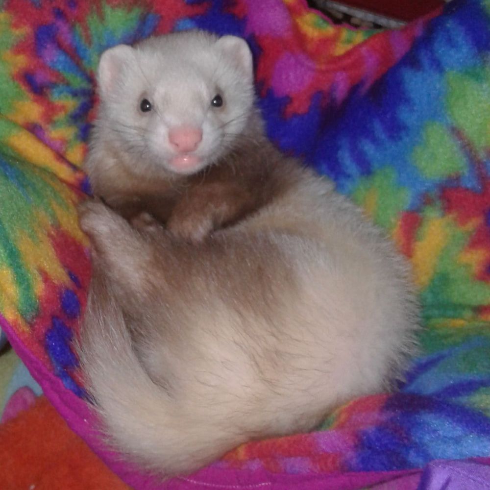 Meet your Posher, Donnelle