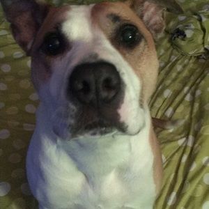 Meet your Posher, Brendan