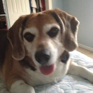 Meet your Posher, Anne