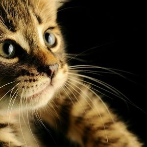 Meet your Posher, Max