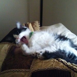 Meet your Posher, Barbara