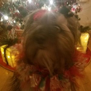 Meet your Posher, Suzi