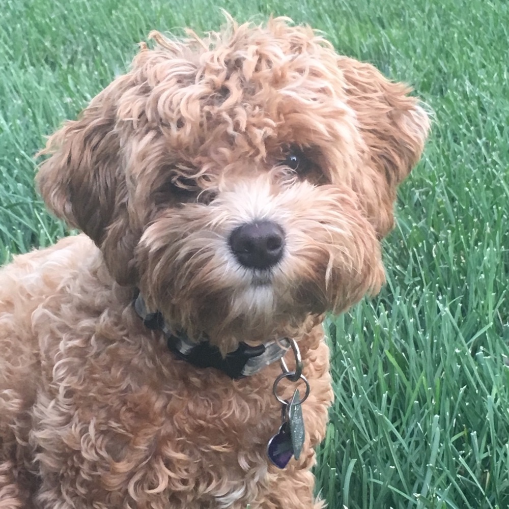 Meet your Posher, Liza