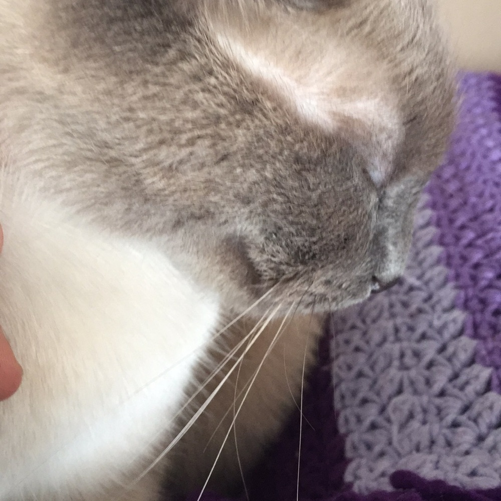 Meet your Posher, Julia