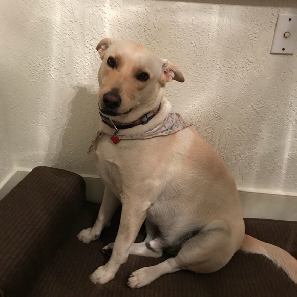 Meet your Posher, Elsie - Picture 1 of 1