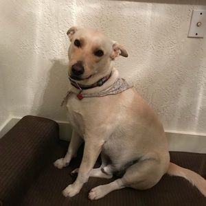 Meet your Posher, Elsie