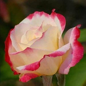 Meet your Posher, Claudia