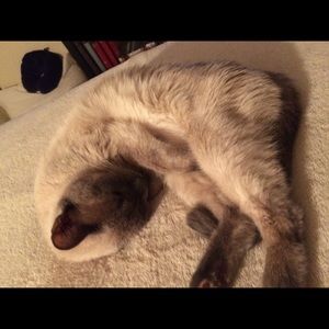 Meet your Posher, Chrissy