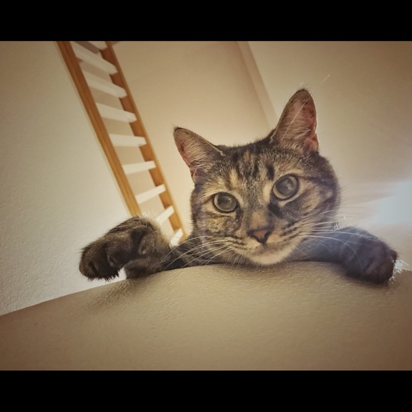 Meet your Posher, Abigail - Picture 1 of 1