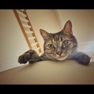 Meet your Posher, Abigail