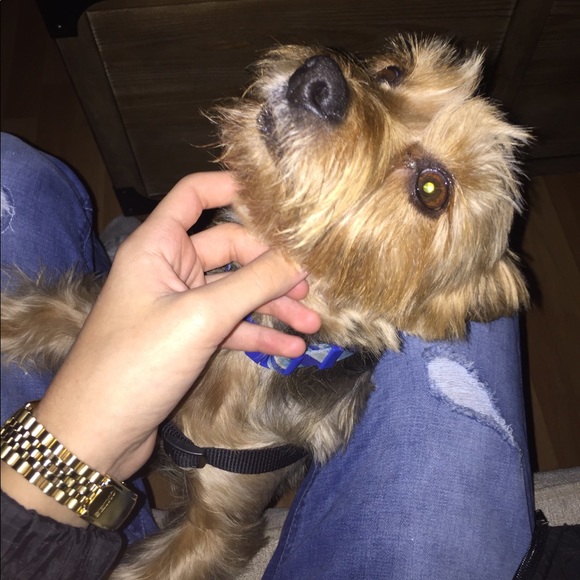 Meet your Posher, Logan - Picture 1 of 1