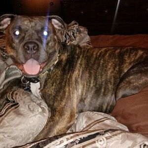 Meet your Posher, Tarnisha