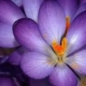 Meet your Posher, Chelsea