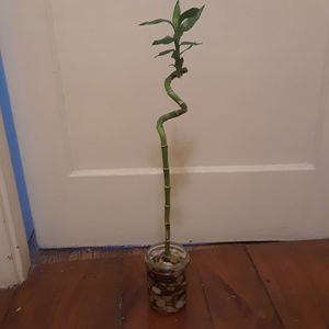 Lucky bamboo house plant