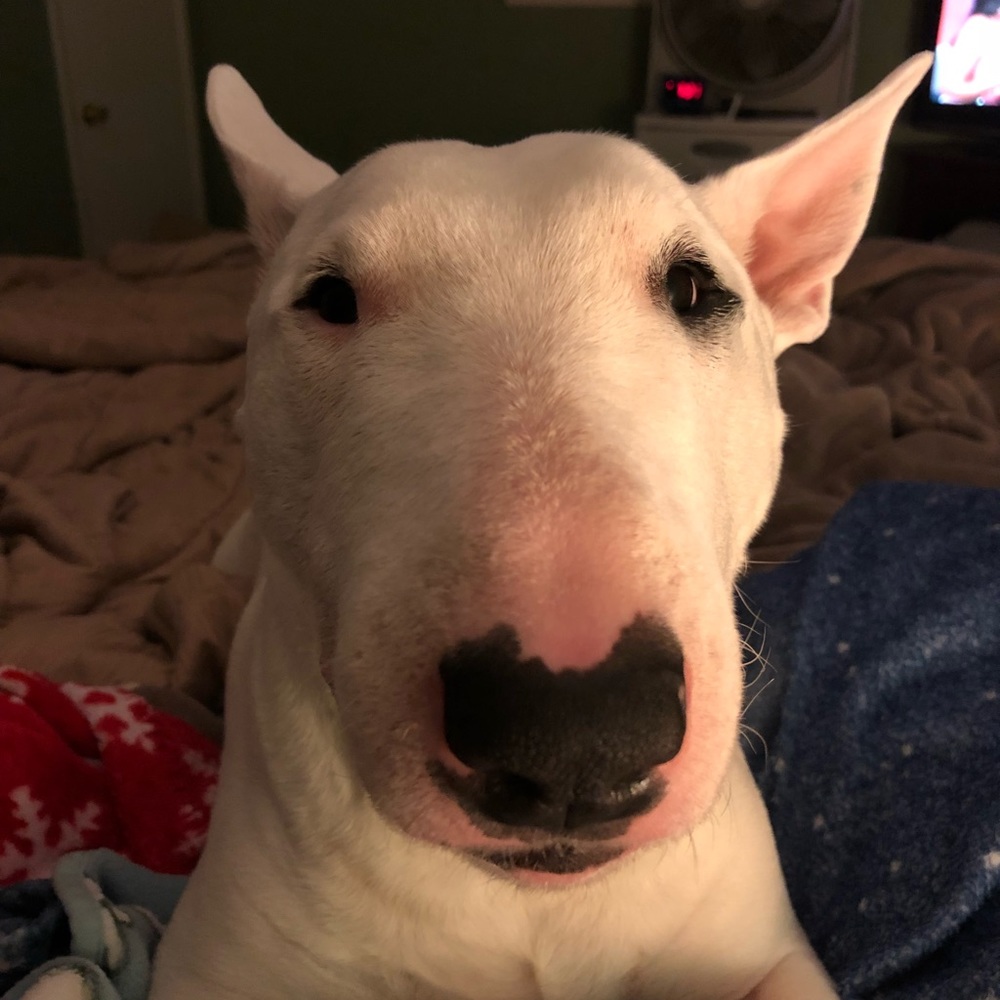 Meet your Posher, Regina