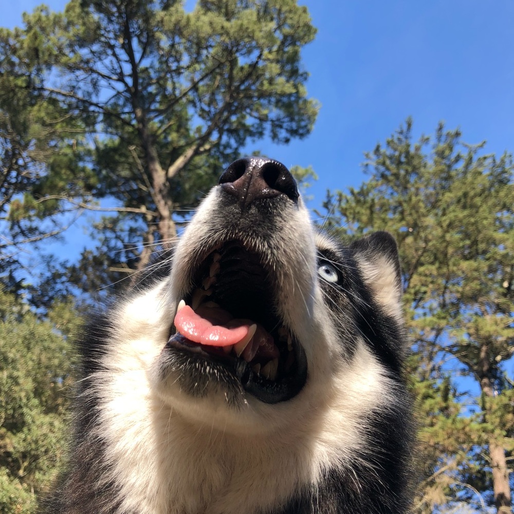 Meet your Posher, Victor