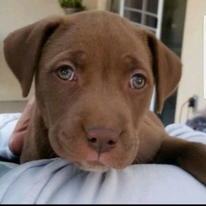 Meet your Posher, Dawn