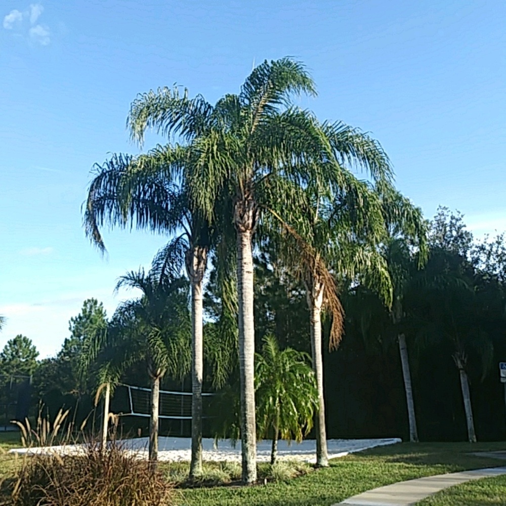 Meet your Posher, Suzie