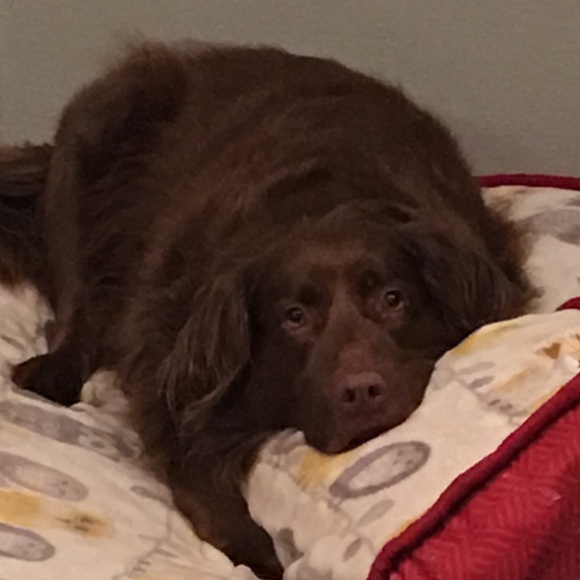 Meet your Posher, Casey - Picture 1 of 1