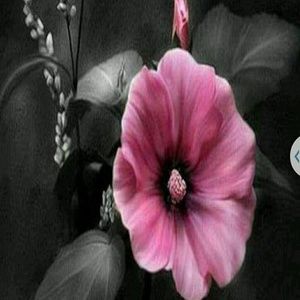 Meet your Posher, Monique