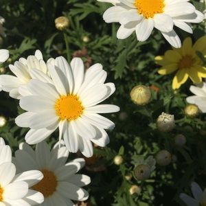 Meet your Posher, Melani