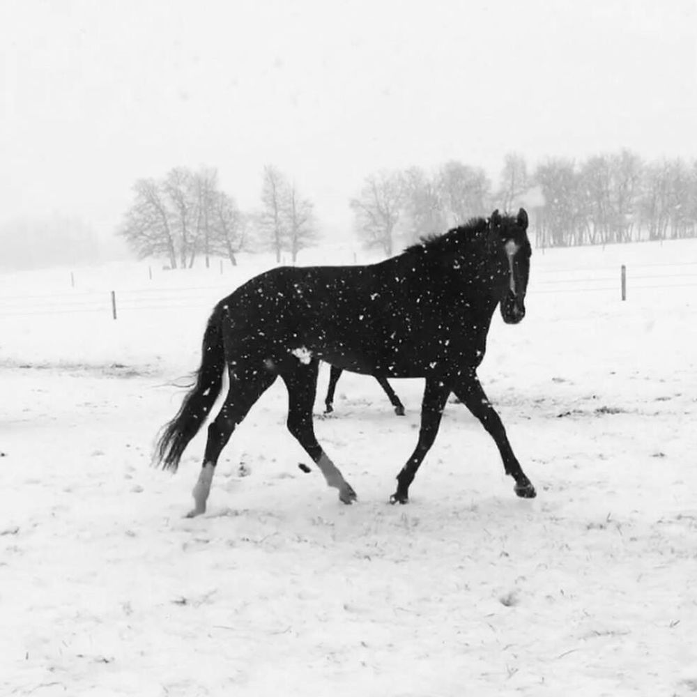 Meet your Posher, Bailey