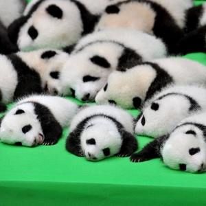 Meet your Posher, Phillip