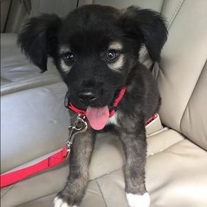 Meet your Posher, Alli