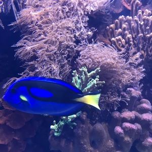 Meet your Posher, Vijaya