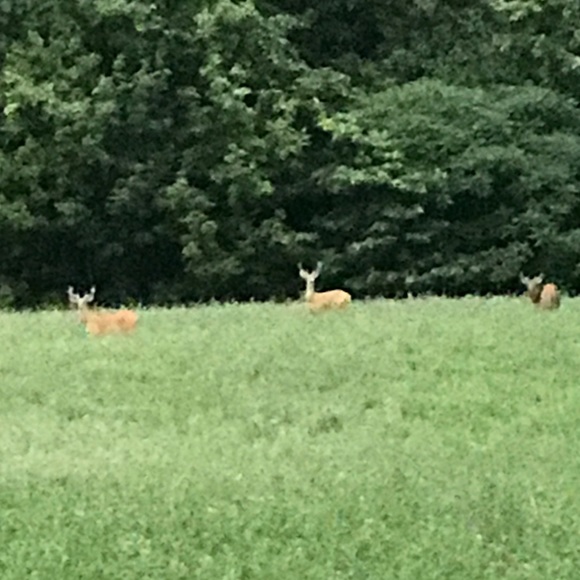 Meet your Posher, Hunter - Picture 1 of 1