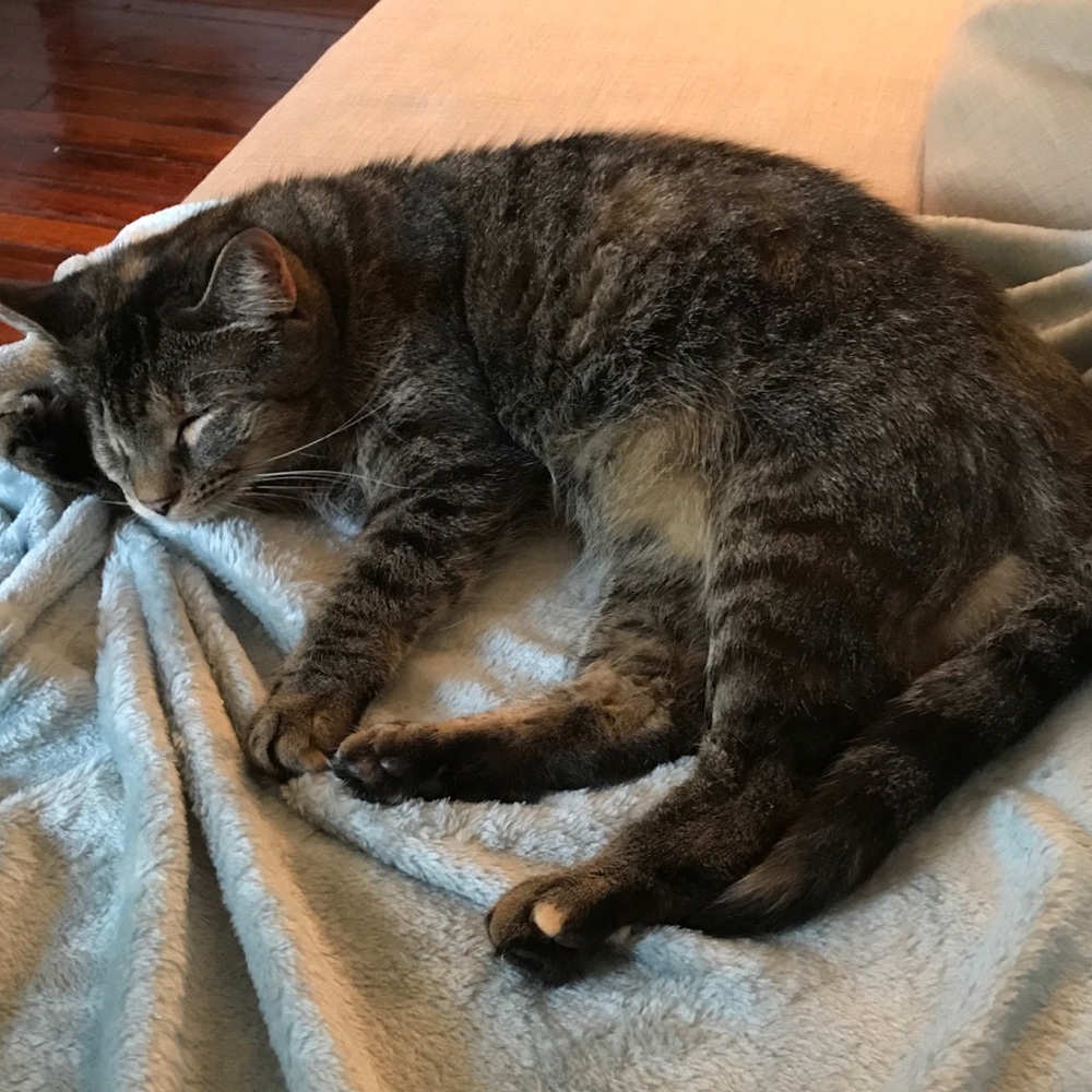 Meet your Posher, Cleo