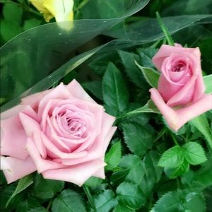 Meet your Posher, Eva