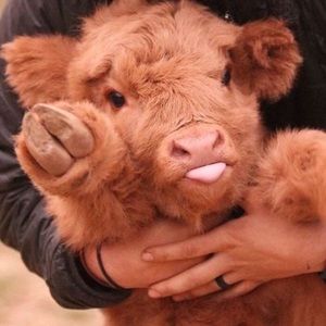 Meet your Posher, Jane