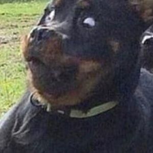 Meet your Posher, Miles