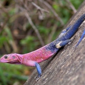 Meet your Posher, Samuel