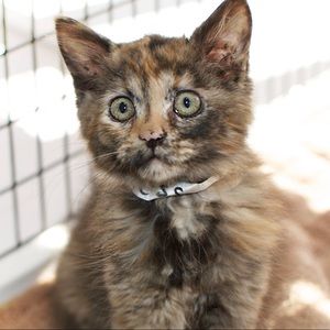 Meet your Posher, Brandi