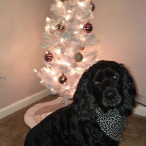 Meet your Posher, Presley